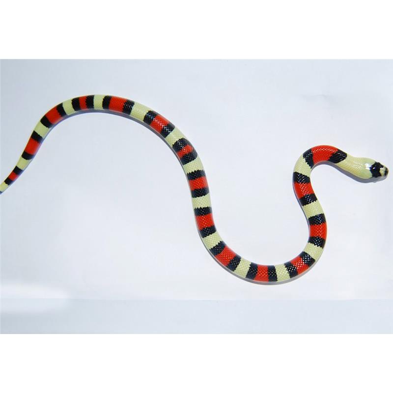 Sarpe de Lapte Pueblan sockhead - imagine 3